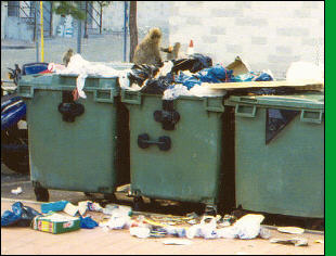 Apes raid bins at Catalan Bay